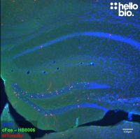 Anti-c-Fos antibody ValidAb TM