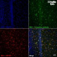 Anti-IBA1 antibody ValidAb TM