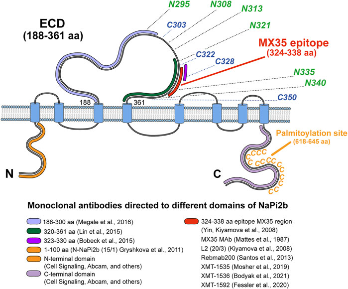 从磷代谢到癌症治疗，SLC34A2如何成为医学研究焦点？