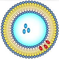 负载蛇床子素（Ost）的脂质体被转铁蛋白修饰