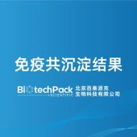 免疫共沉淀结果-百泰派克生物科技