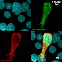 Anti-GFP antibody ValidAb<sup>TM</sup>