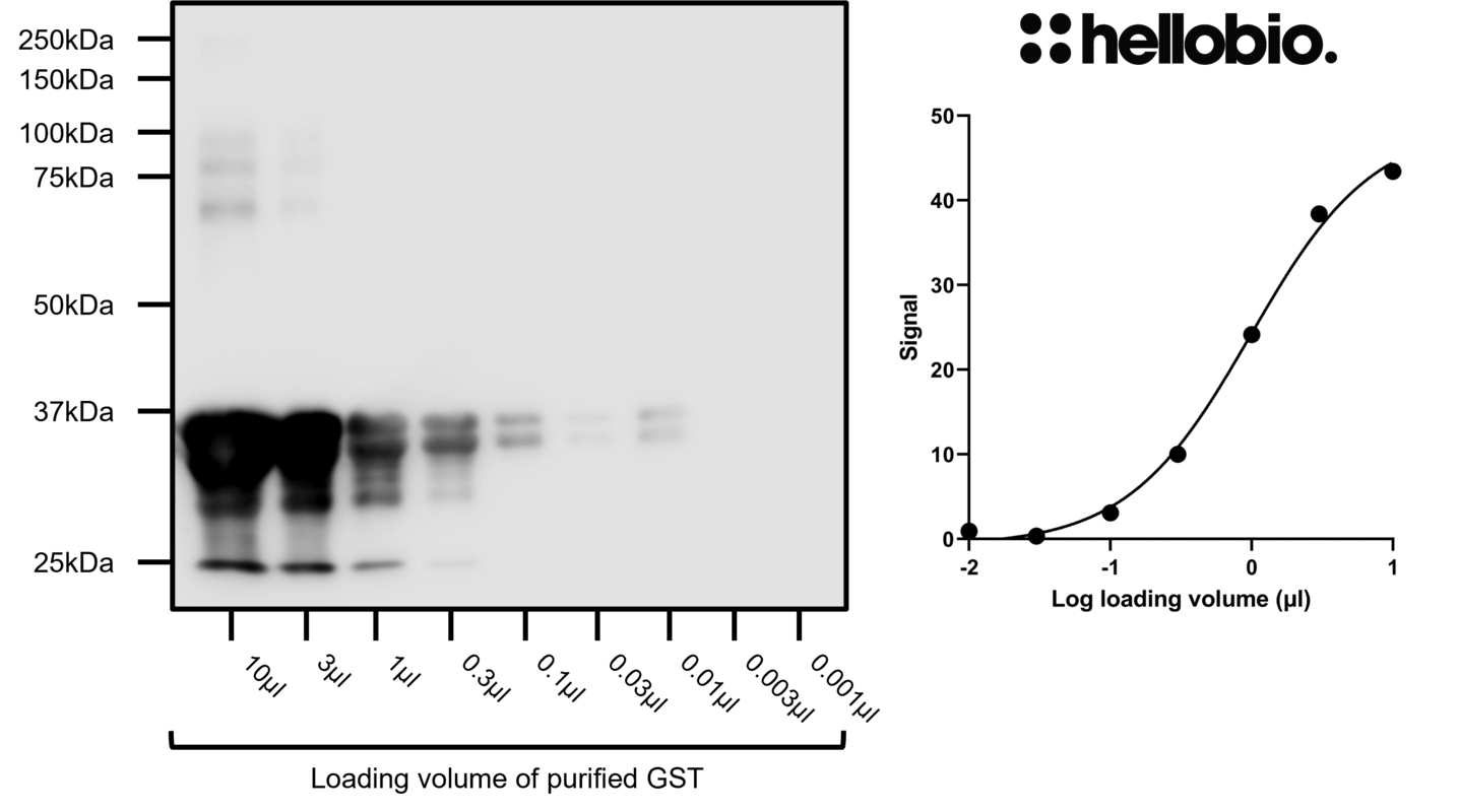 Anti-GST tag antibody ValidAb TM