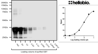 Anti-GST tag antibody ValidAb TM