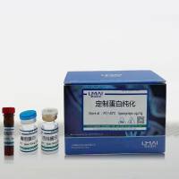 重组人因子IX蛋白(His Tag）