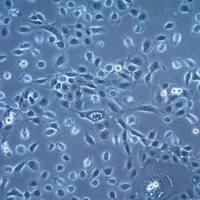  默克Merck HSC3 Human Tongue Squamous Carcinoma Cell Line