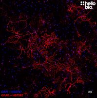 Anti-GFAP antibody ValidAb™