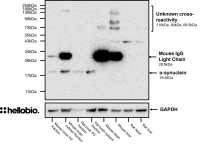 Anti-alpha - Synuclein antibody ValidAb TM