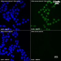 Anti-BrdU antibody ValidAb TM