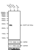 Anti-GFP antibody ValidAb TM