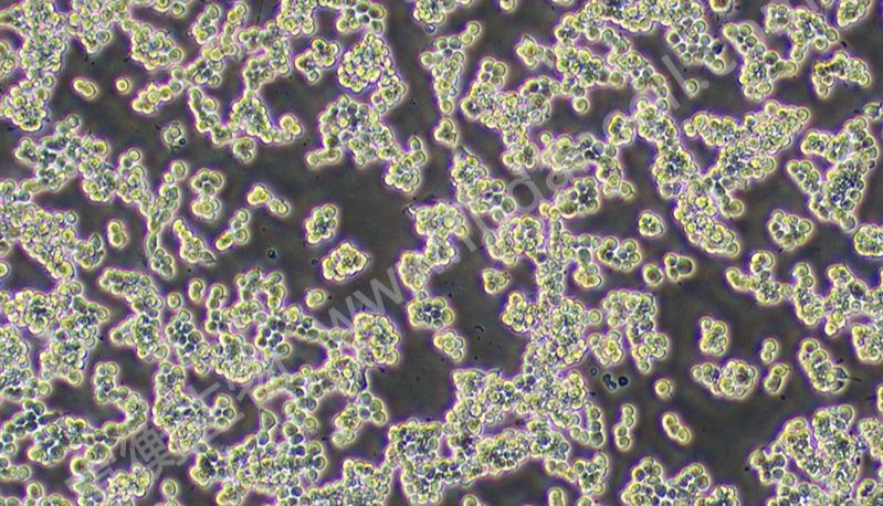 RAW264.7细胞：解密小鼠免疫研究的“明星工具” | 上海富衡