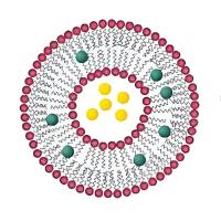 负载咖啡酸（CA）的脂质体被透明质酸HA修饰