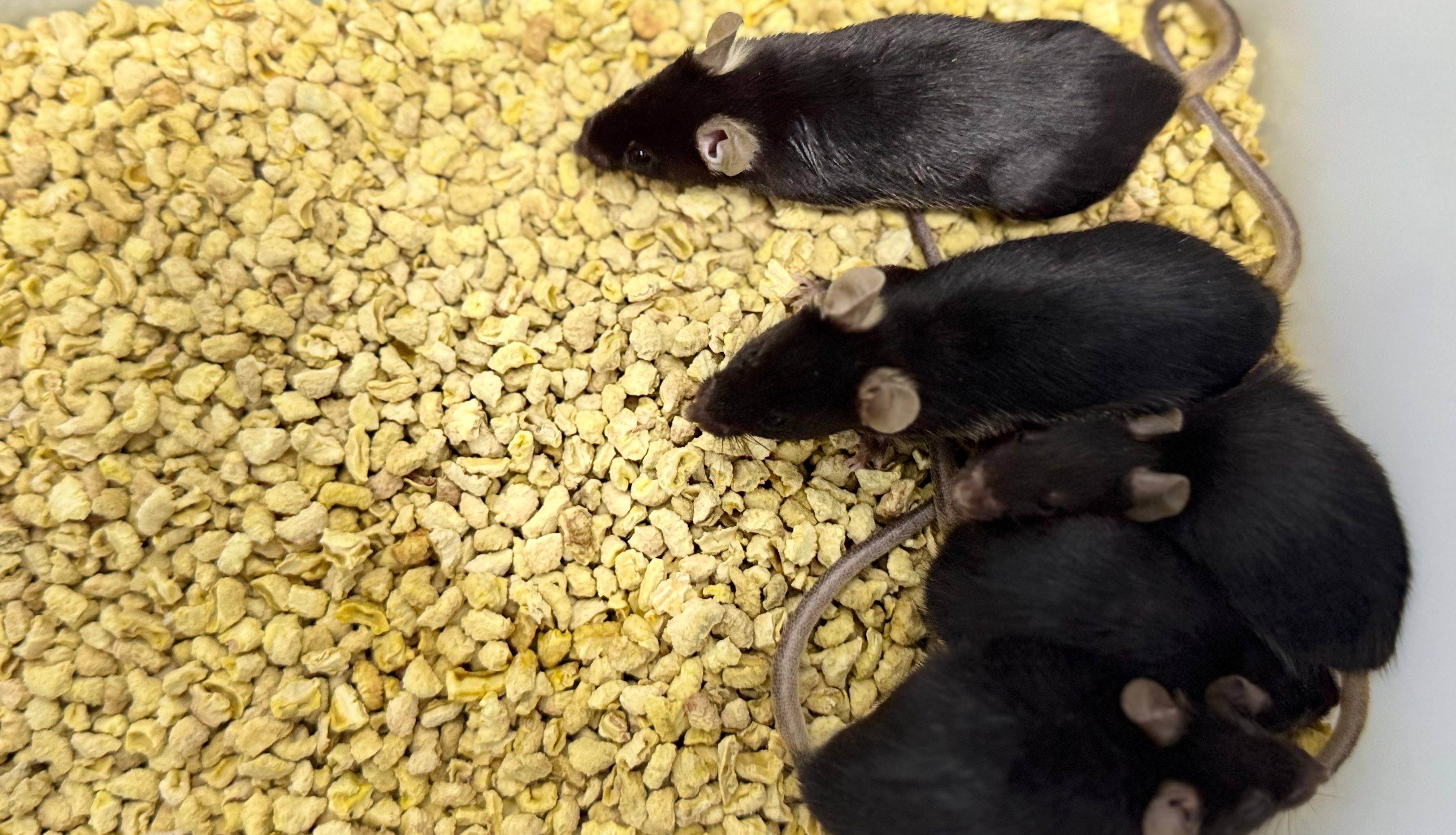 CAWS川崎病模型小鼠构建