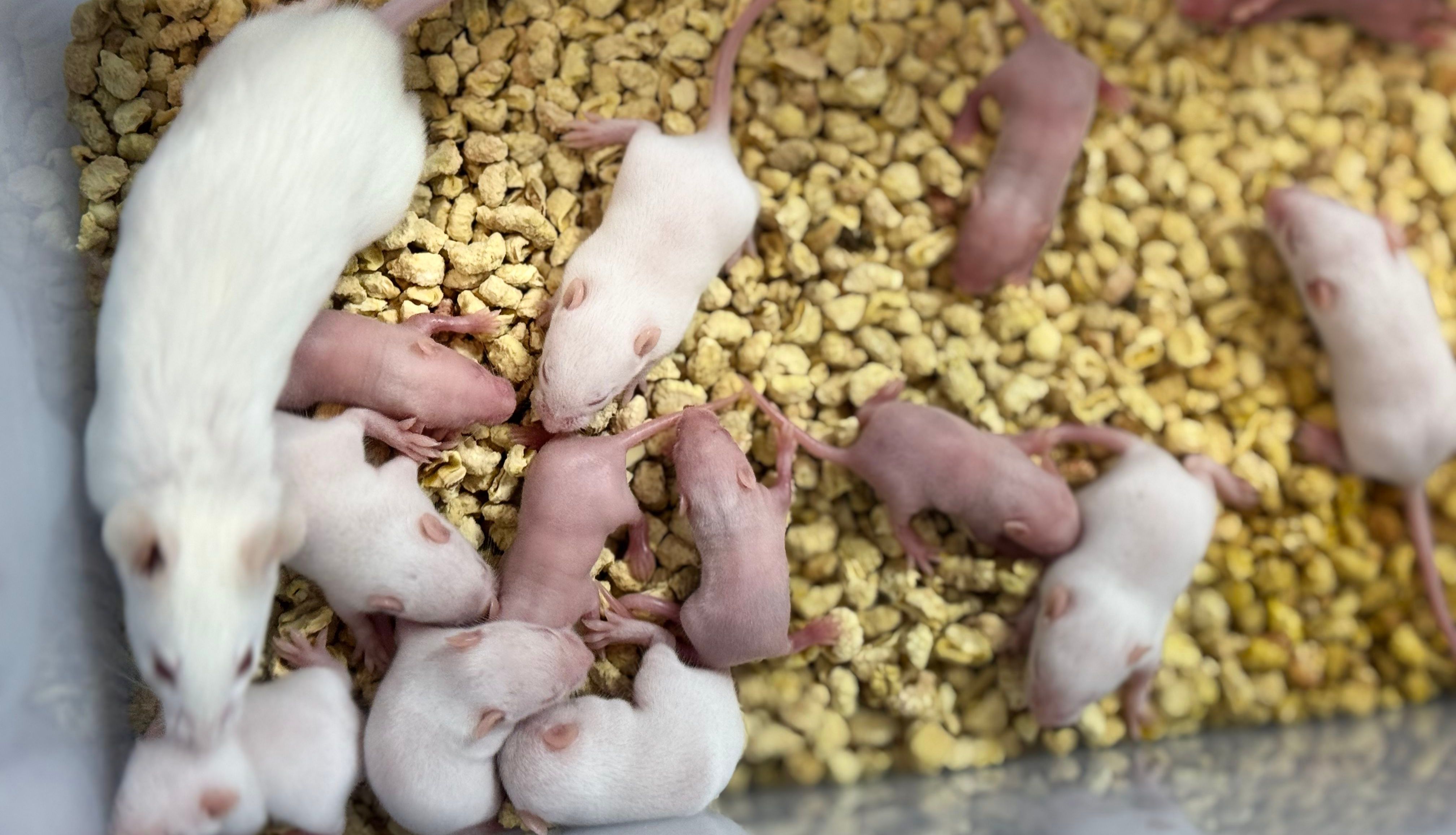 干眼症小鼠模型构建