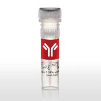 Goat anti-Rabbit IgG (H+L) Secondary Antibody, HRP