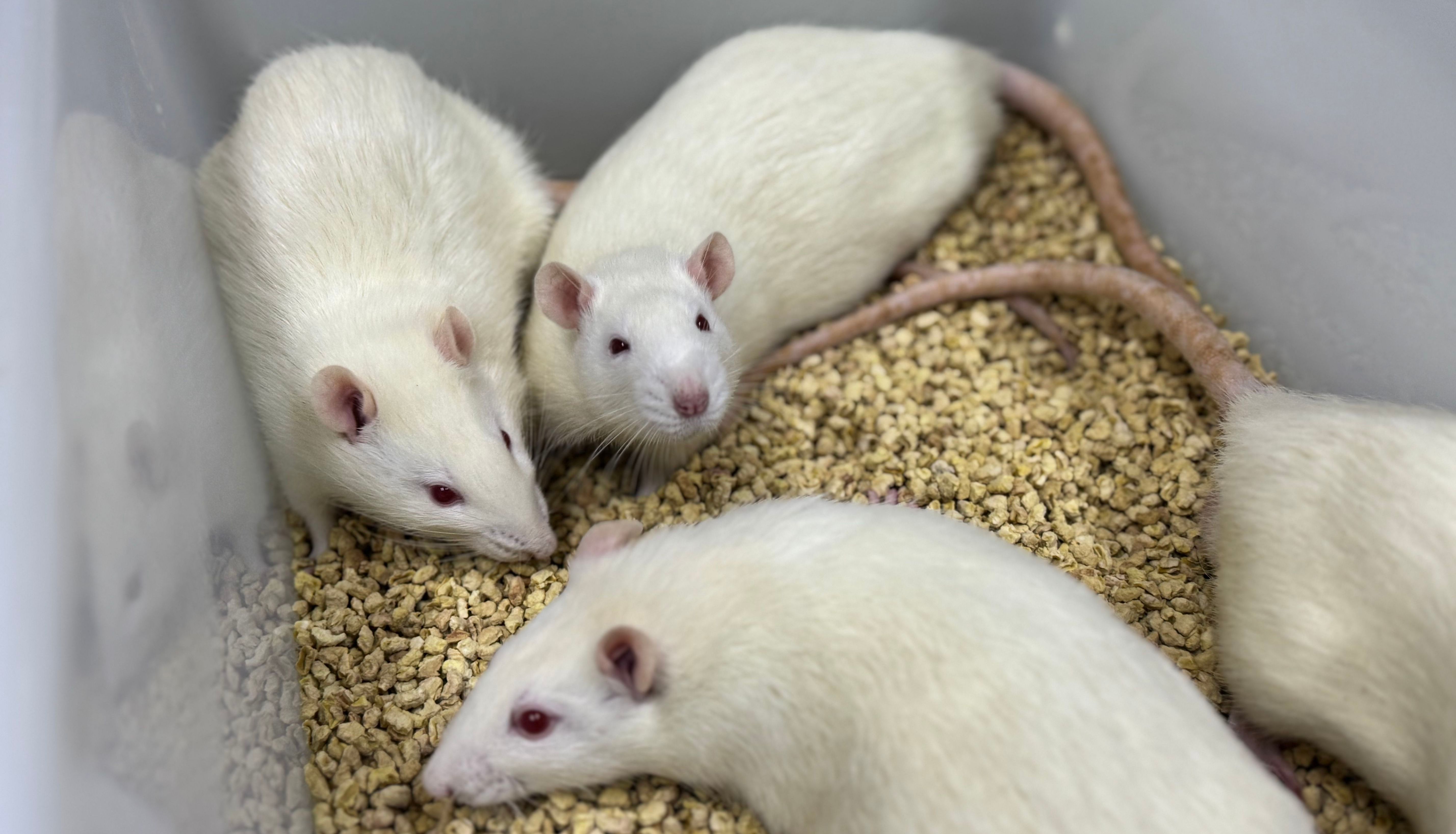 C6大鼠脑胶质瘤动物模型构建