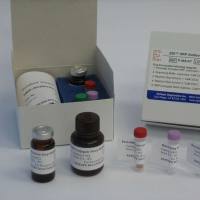 金刚烷胺快速检测试剂盒