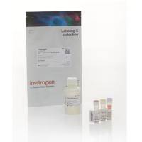 Qubit™ ssDNA 检测试剂盒