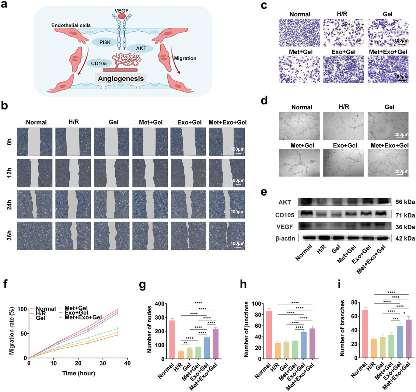 外泌体技术服务 外泌体技术服务