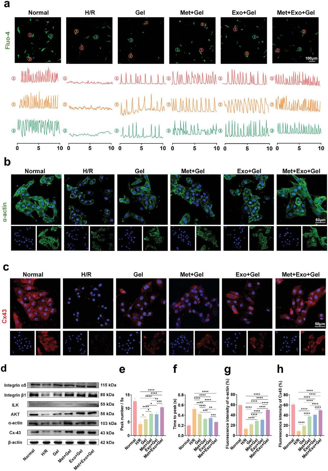 外泌体技术服务 外泌体技术服务