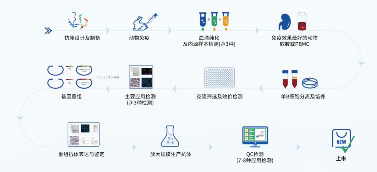 关税层层加码，斯达特国产抗体做您坚强后盾：打破科研“卡脖子”困境！