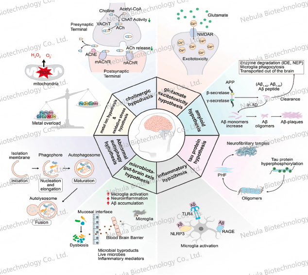 阿尔兹海默症研究及工具