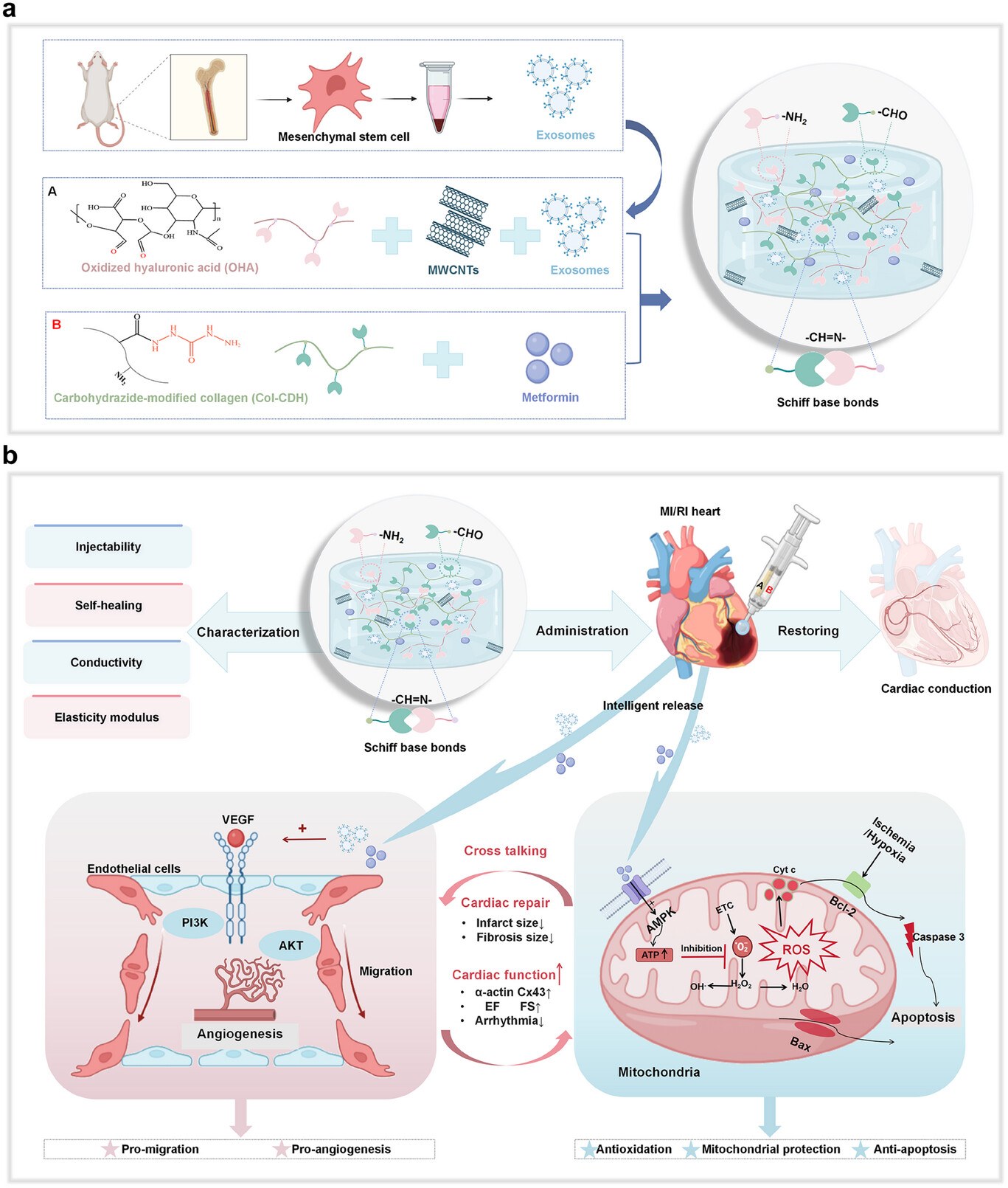 外泌体提取鉴定 外泌体提取鉴定