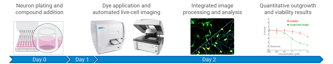 实时细胞成像 I 高效神经毒性测试与化合物筛选Protocol