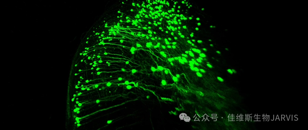 记忆研究新发现：利用组织透明化技术在海马体发现新的非锥体兴奋性神经元！