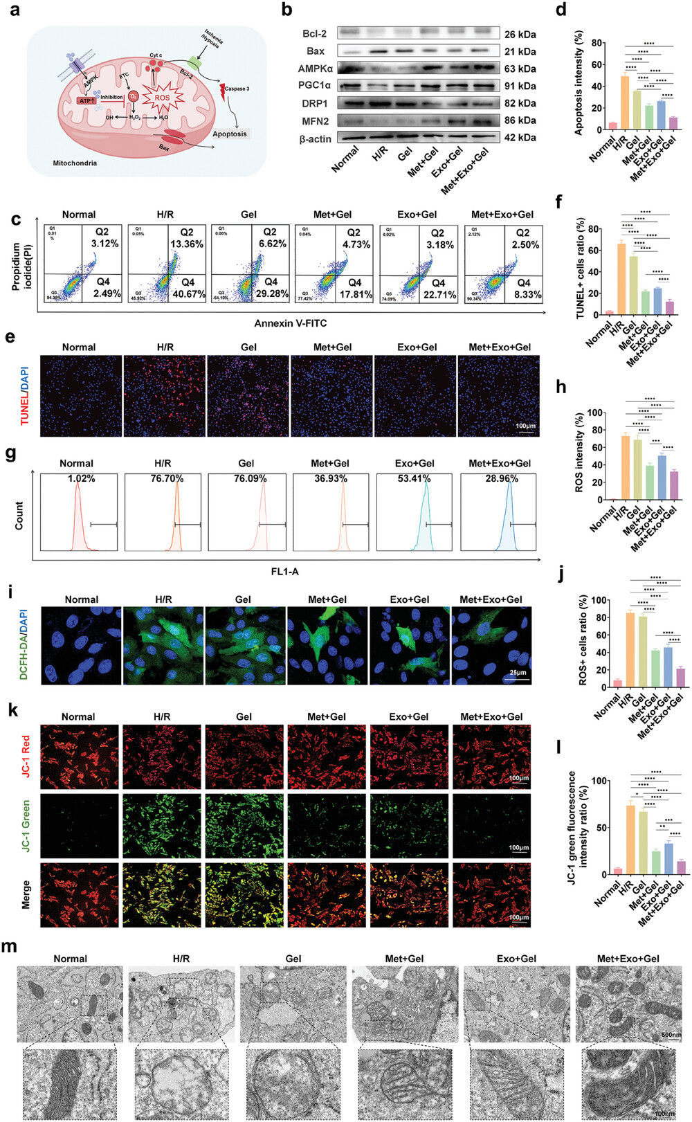 外泌体技术服务 外泌体技术服务