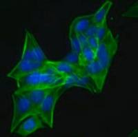  默克Merck N27-A Rat Dopaminergic Neural Cell Line