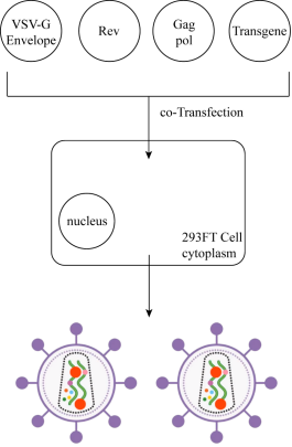 慢病毒定制服务