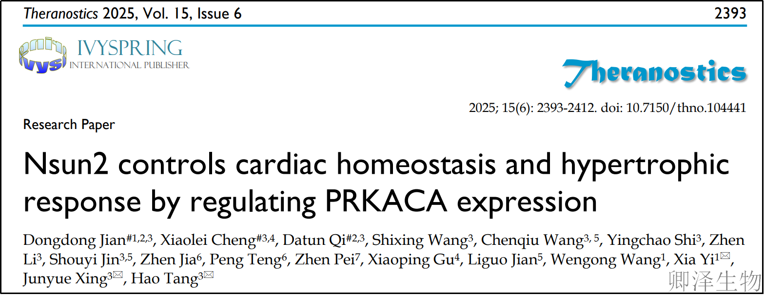 【Polysome技术文献】 科学家发现心脏肥大的"刹车失灵"元凶：RNA编辑员Nsun2的隐秘任务