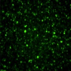 慢病毒定制服务