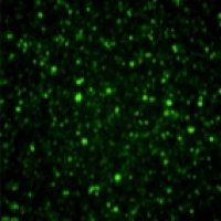 慢病毒定制服务