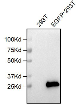 DIMA BIOTECH-抗EGFP抗体(5F3),兔单克隆抗体，生物试剂优惠大放送