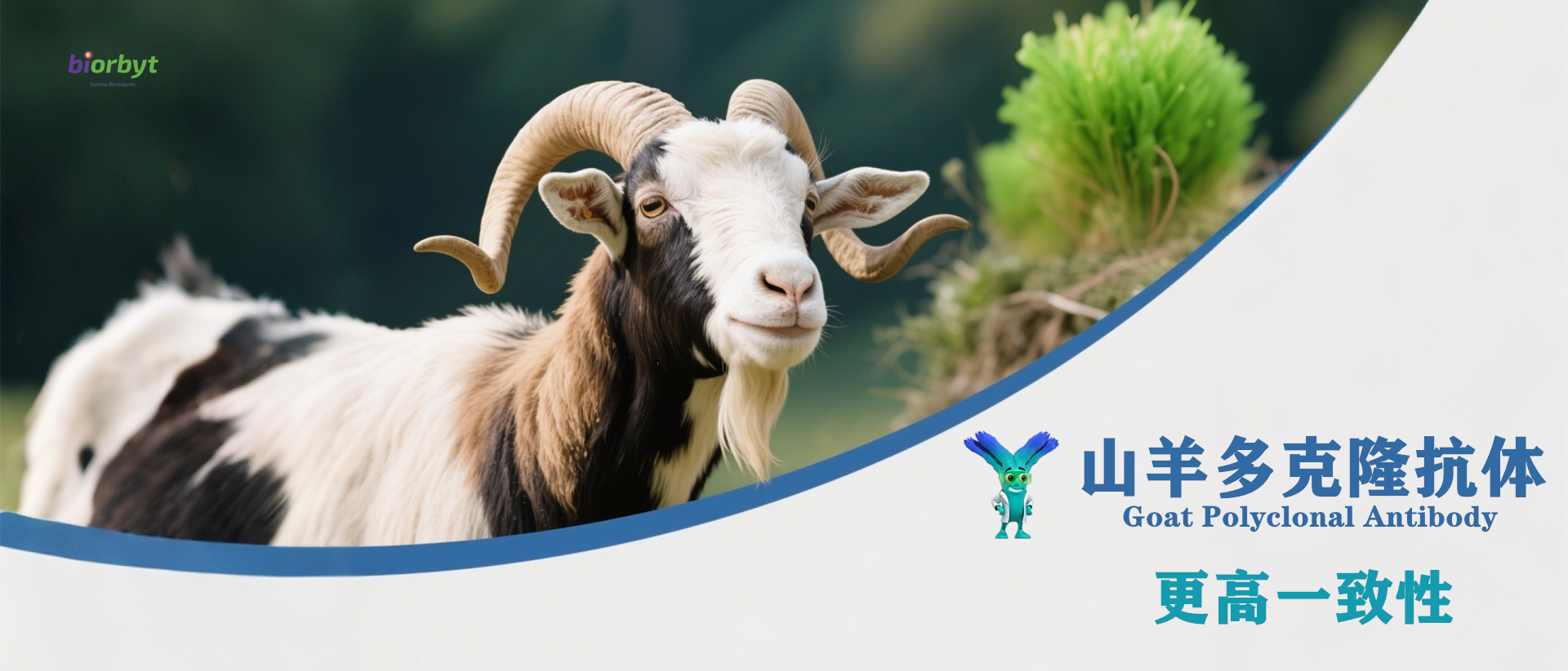 【Biorbyt 新品】一抗：山羊多克隆抗体
