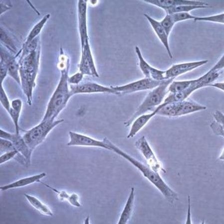 默克Merck CT-2A-Luc Mouse Glioma Cell Line