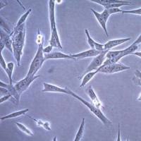 默克Merck CT-2A-Luc Mouse Glioma Cell Line