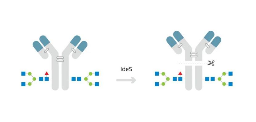 抗体切割酶产品