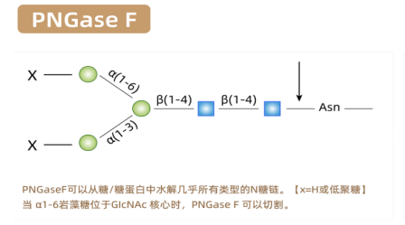 糖蛋白切割酶产品