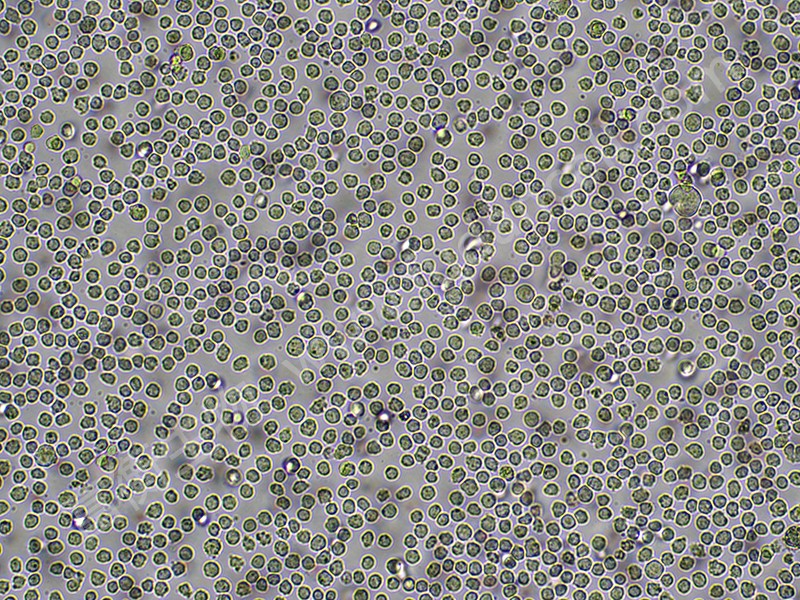 上海富衡 | THP-1细胞：免疫研究的“变形金刚”