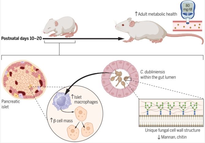 20250307-science-Neonatal-Liposoma-清除-Model