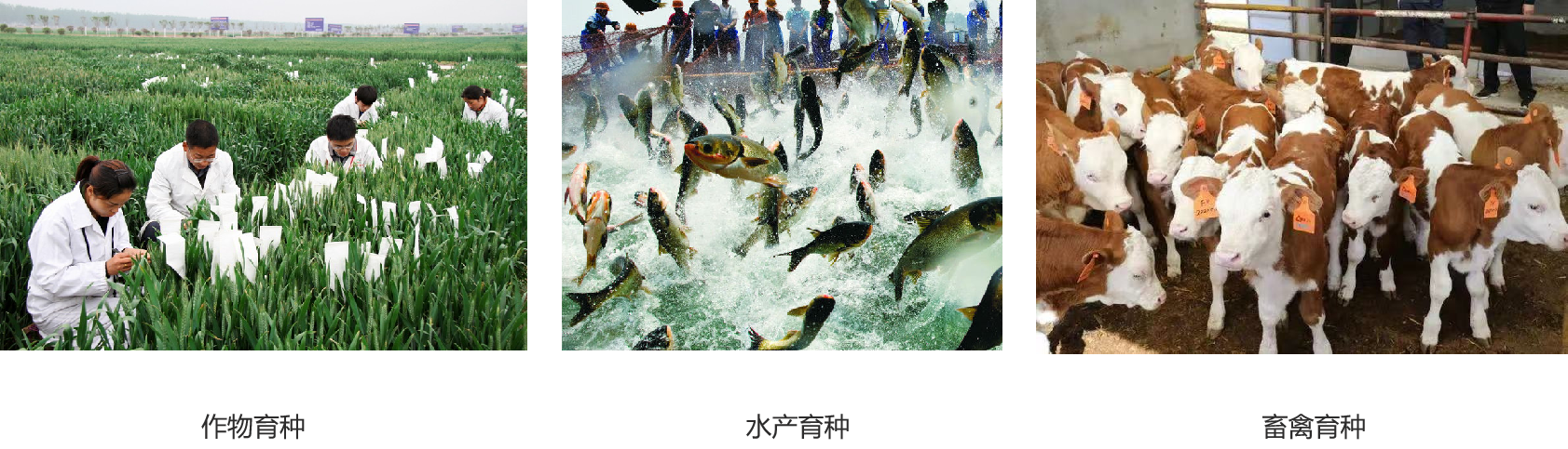 翌圣NGS整体解决方案:赋能农牧育种,精准选育未来!