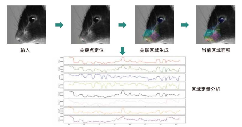 动物精细行为分析软件