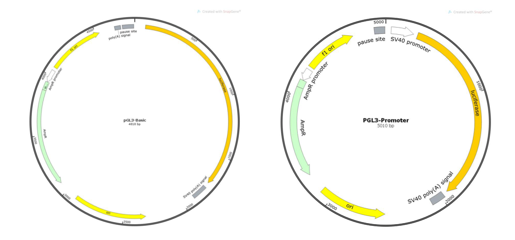 干货 | 双荧光素酶验证转录因子与启动子区调控作用