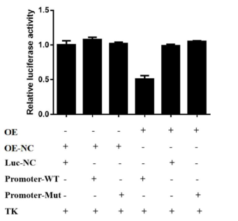 干货 | 双荧光素酶验证转录因子与启动子区调控作用