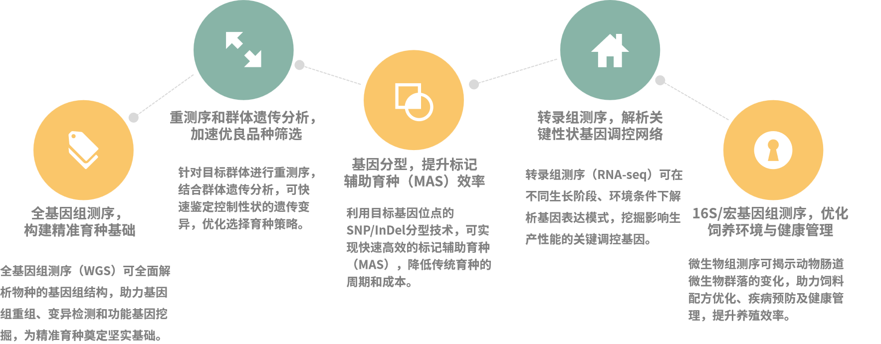 翌圣NGS整体解决方案:赋能农牧育种,精准选育未来!