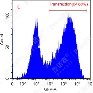 流式检测转染效率