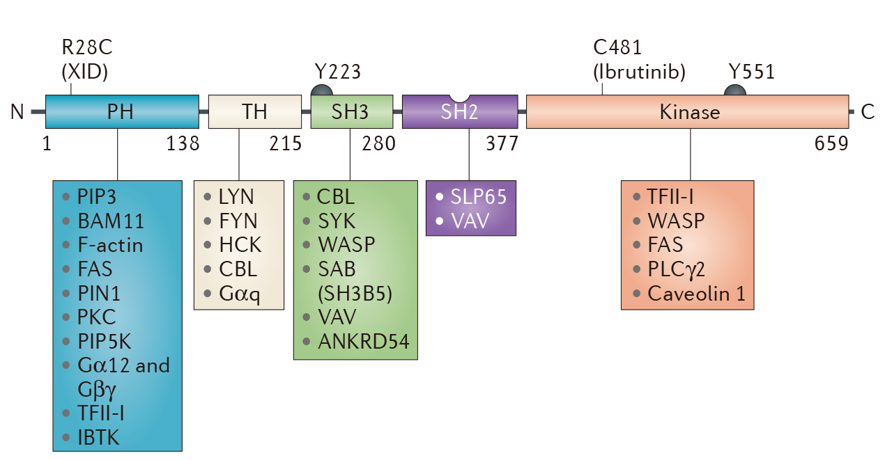 BTK抑制剂：从一代到三代，跨越肿瘤入局自免